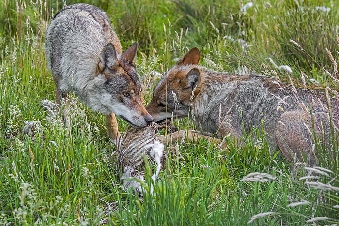 Two grey wolves (Canis lupus) eating from carcass of killed sheep in field, by alimdi / Arterra