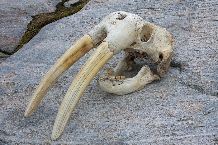 walrus  Odobenus rosmarus  Walrus  Odobenus rosmarus  close up skull with large tusks, Ilulissat, Disko Bay, West Greenland, Greenland, North America, by alimdi   Arterra