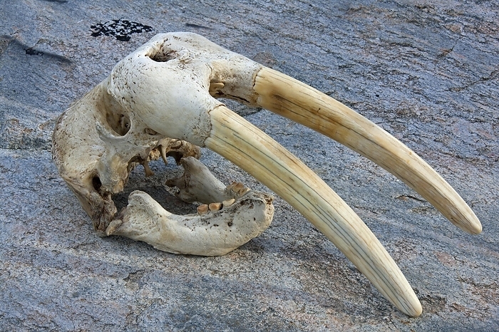 walrus  Odobenus rosmarus  Walrus  Odobenus rosmarus  close up skull with large tusks, Ilulissat, Disko Bay, West Greenland, Greenland, North America, by alimdi   Arterra