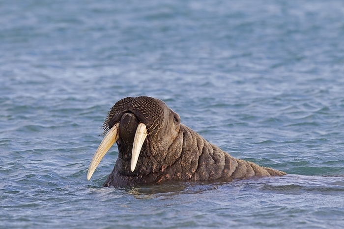 walrus  Odobenus rosmarus  Walrus  Odobenus rosmarus  close up of bull with large tusks swimming in the Arctic ocean, by alimdi   Arterra