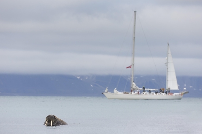 walrus  Odobenus rosmarus  Tourists watching male walrus  Odobenus rosmarus  swimming in the sea from sailing ship at Phipps ya in Sju yane, Nordaustlandet, Svalbard, Norway, Europe Europe, by alimdi   Arterra