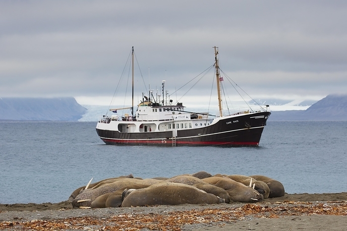 walrus  Odobenus rosmarus  Group of walruses  Odobenus rosmarus  resting on beach at Phipps ya in Sju yane, archipelago north of Nordaustlandet, Svalbard, Norway, Europe, by alimdi   Arterra