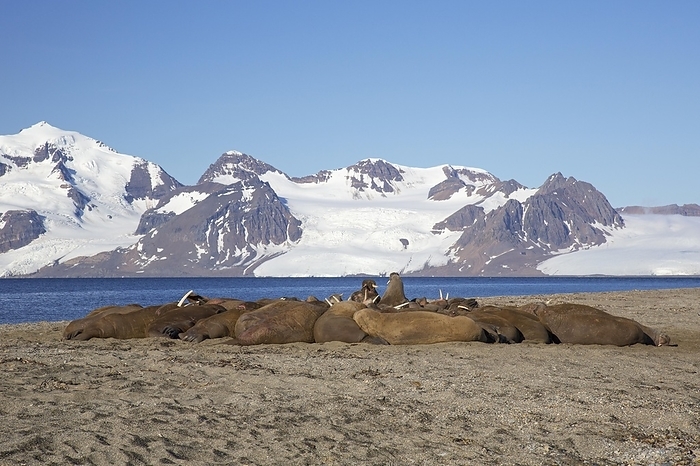 walrus  Odobenus rosmarus  Group of male walruses  Odobenus rosmarus  resting on beach at Phipps ya in Sju yane, archipelago north of Nordaustlandet, Svalbard, Norway, Europe by alimdi   Arterra