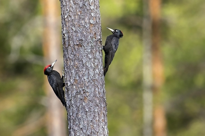 black woodpecker  Dryocopus martius  Black woodpecker  Dryocopus martius  pair, male and female showing courtship behaviour on spruce tree in forest in spring, by alimdi   Arterra