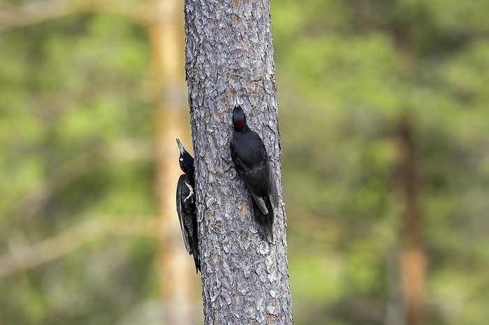 black woodpecker  Dryocopus martius  Black woodpecker  Dryocopus martius  pair, male and female showing courtship behaviour on spruce tree in forest in spring, by alimdi   Arterra