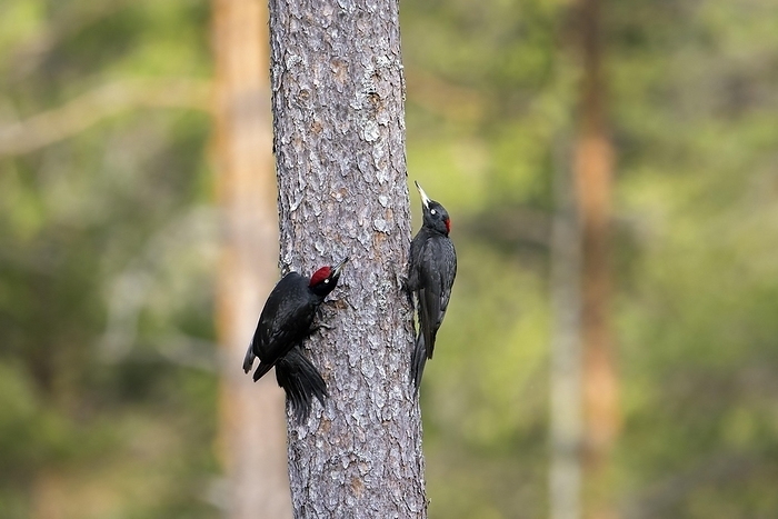 black woodpecker  Dryocopus martius  Couple of black woodpeckers  Dryocopus martius  male and female showing courtship behaviour on spruce tree in forest in spring, by alimdi   Arterra