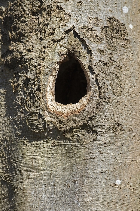 black woodpecker  Dryocopus martius  Nest, nesting hole of black woodpecker  Dryocopus martius  hammered in beech tree trunk in deciduous forest, wood in spring, by alimdi   Arterra