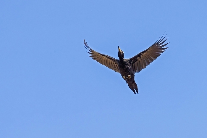 black woodpecker  Dryocopus martius  Black woodpecker  Dryocopus martius  in flight against blue sky, by alimdi   Arterra