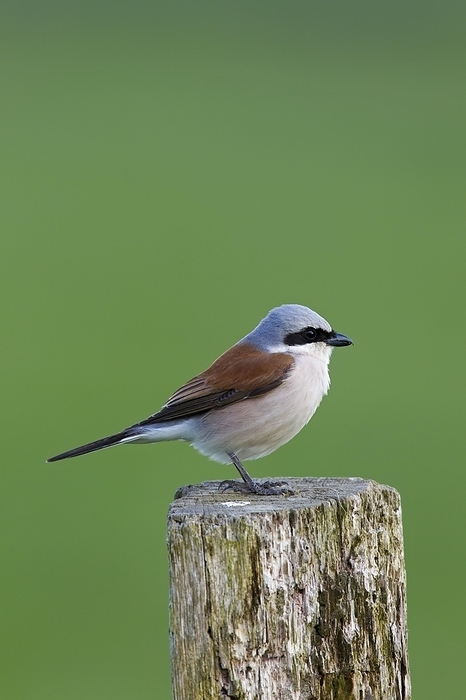 red backed shrike  Lanius bucephalus  Red backed shrike  Lanius collurio  male perched on wooden fence post in meadow in spring, by alimdi   Arterra