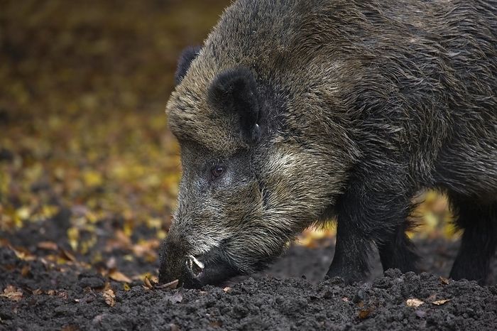wild boar Wild boar  Sus scrofa  digging up food in the soil with its snout in forest in the Belgian Ardennes, Belgium, Europe, by alimdi   Arterra