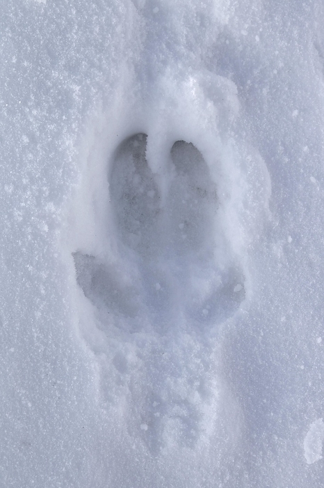 Pig s footprints Wild boar  Sus scrofa  track in the snow in winter, Germany, Europe, by alimdi   Arterra