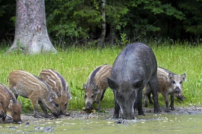 wild boar Wild boar  Sus scrofa  sow with piglets drinking water from pond in forest, by alimdi   Arterra