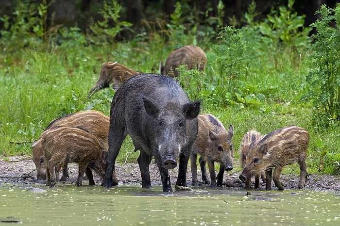 wild boar Wild boar  Sus scrofa  sow with piglets drinking water from pond in forest, by alimdi   Arterra