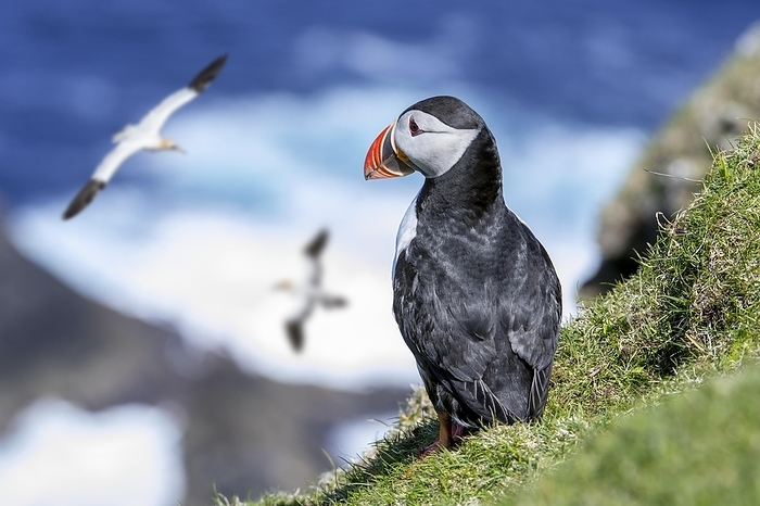 Atlantic puffin  Fratercula arctica  Atlantic puffin  Fratercula arctica  on sea cliff top in seabird colony and northern gannets passing by, Hermaness, Unst, Shetland Islands, Scotland, United Kingdom, Europe, by alimdi   Arterra
