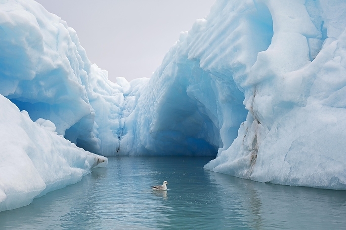 northern fulmar  Fulmarus glacialis  Northern fulmar  Fulmarus glacialis , Arctic fulmar swimming in front of iceberg in Arctic Ocean, Svalbard, Norway, Europe, by alimdi   Arterra
