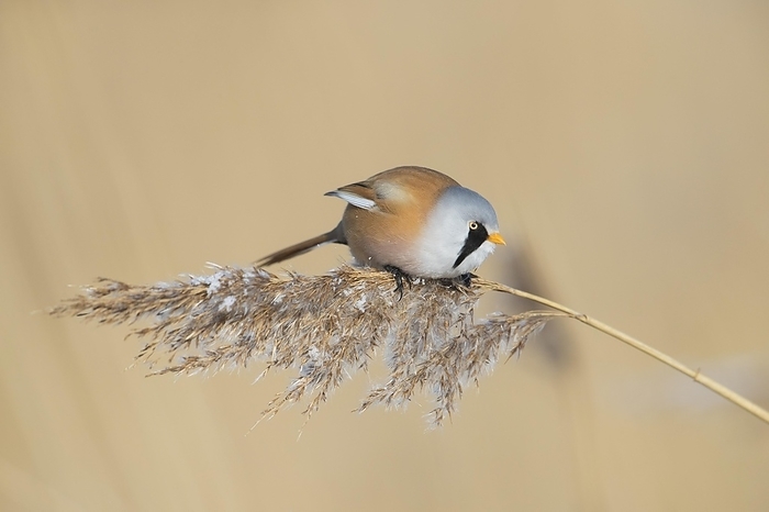 bearded tit  Parus montanus  Bearded reedling  Panurus biarmicus , bearded tit male clinging to seedhead, seed head and eating seeds in reed bed, reedbed in winter, by alimdi   Arterra