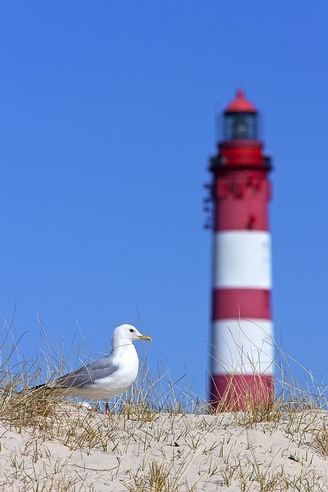 seagull Common gull  Larus canus  and the Amrum lighthouse in the dunes along the Wadden Sea, North Frisia, Schleswig Holstein, Germany, Europe, by alimdi   Arterra