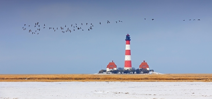 white fronted goose  Anser albifrons  Flock of barnacle geese  Branta leucopsis  flying over the lighthouse Westerheversand in the snow in winter at Westerhever, Wadden Sea National Park, North Frisia, Schleswig Holstein, Germany, Europe, by alimdi   Arterra