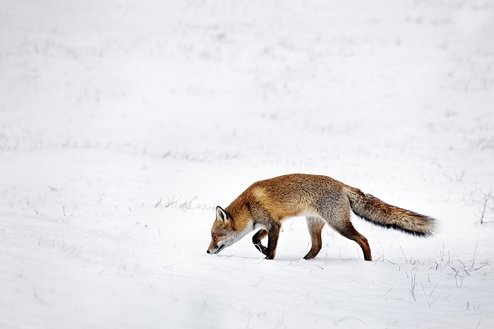 red fox  Vulpes vulpes  Hunting Red fox  Vulpes vulpes  following scent trail by prey in snow covered grassland in winter, by alimdi   Arterra