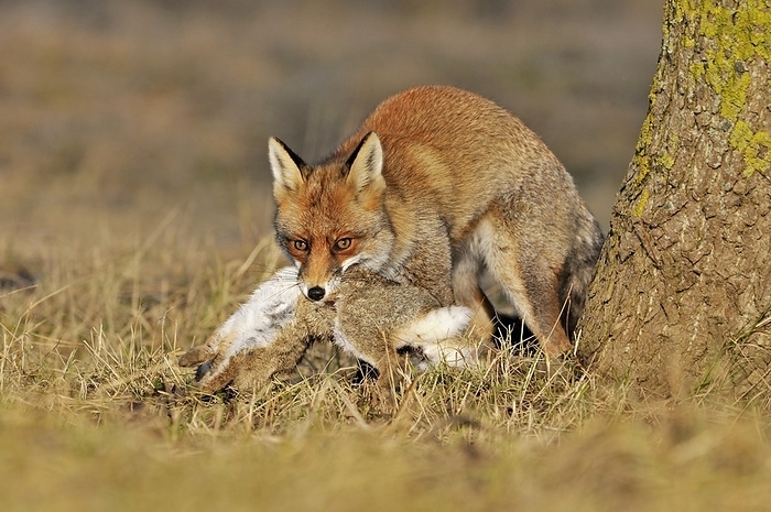 red fox  Vulpes vulpes  Red fox  Vulpes vulpes  carrying killed rabbit in mouth, the Netherlands, by alimdi   Arterra