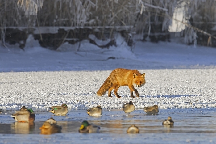 red fox  Vulpes vulpes  Solitary red fox  Vulpes vulpes  hunting, foraging along ducks swimming in hole in the ice of frozen lake in winter, by alimdi   Arterra