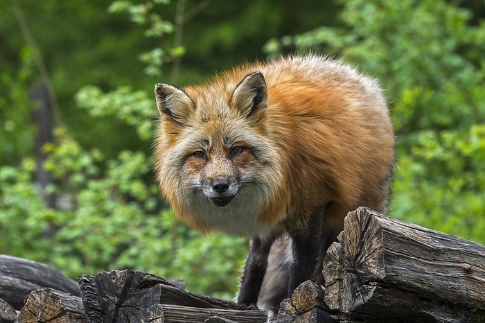 red fox  Vulpes vulpes  Three legged red fox  Vulpes vulpes  in thick winter coat, fur on wood pile at forest s edge in spring, by alimdi   Arterra