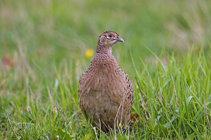 common pheasant  Phasianus colchicus  Common pheasant  Phasianus colchicus , ring necked pheasant female, hen foraging in meadow, field in spring, by alimdi   Arterra