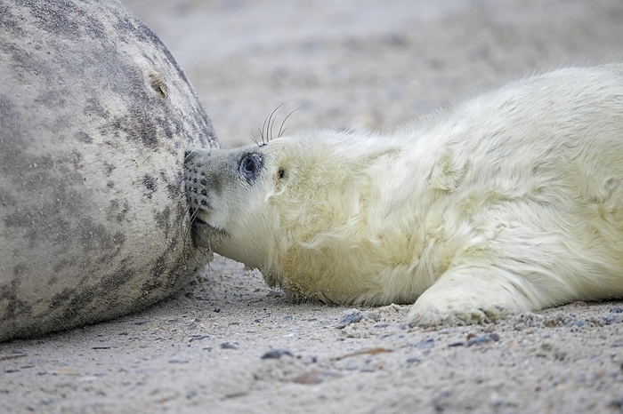 gray seal  Halichoerus grypus  Grey  Halichoerus grypus  seal, gray seal cow, female suckling, nursing pup lying on sandy beach along the North Sea coast in winter, by alimdi   Arterra