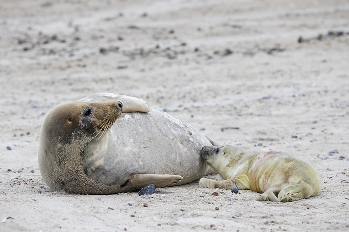 gray seal  Halichoerus grypus  Grey  Halichoerus grypus  seal, gray seal cow, female suckling, nursing newborn pup lying on sandy beach along the North Sea coast in winter, by alimdi   Arterra