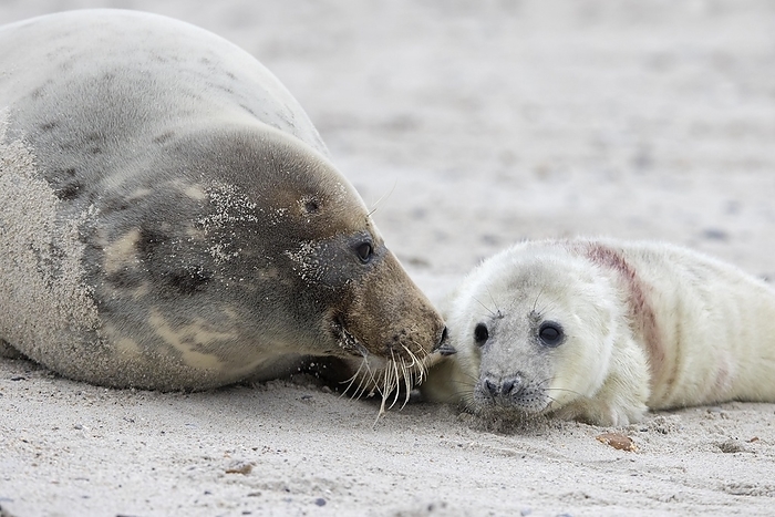 gray seal  Halichoerus grypus  Grey  Halichoerus grypus  seal, gray seal cow, female resting with newborn pup on sandy beach along the North Sea coast in winter, by alimdi   Arterra