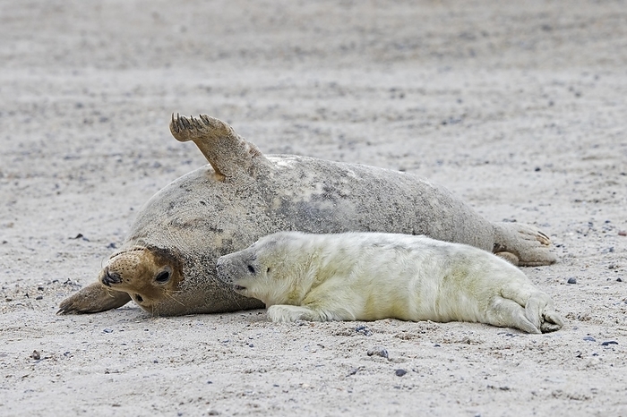 gray seal  Halichoerus grypus  Grey  Halichoerus grypus  seal, gray seal cow, female resting with pup on sandy beach along the North Sea coast in winter, by alimdi   Arterra