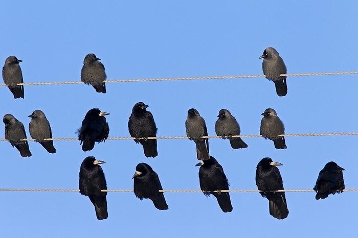rook  species of crow, Corvus frugilegus  Rook  Corvus frugilegus  and Jackdaw  Corvus monedula  flock roosting on telephone lines, Germany, Europe, by alimdi   Arterra