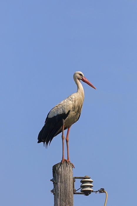 white stork  Ciconia ciconia  White stork  Ciconia ciconia  perched on utility pole in spring, by alimdi   Arterra