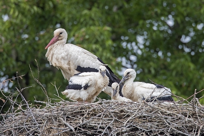 white stork  Ciconia ciconia  White storks  Ciconia ciconia  adult parent with three chicks on the nest in spring, by alimdi   Arterra