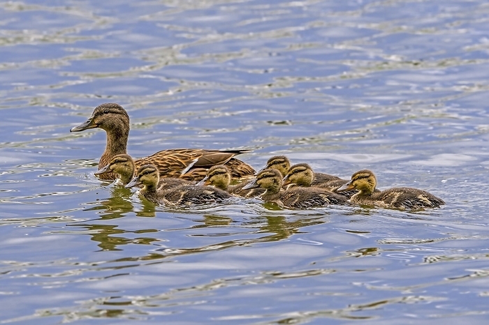 mallard duck Mallard, wild duck  Anas platyrhynchos  female swimming with seven ducklings in pond in spring, by alimdi   Arterra