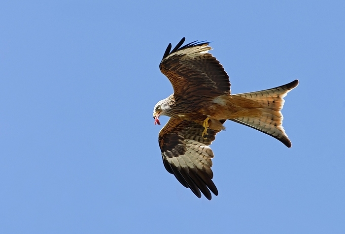 red kite  Milvus migrans  Red Kite  Milvus milvus  in flight carrying meat in beak, UK, by alimdi   Arterra