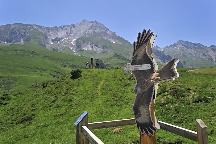 red kite  Milvus migrans  Viewpoint with sign depicting a Red kite  Milvus milvus  for watching birds of prey at the Col du Soulor, Hautes Pyr n es, Pyrenees, France, Europe, by alimdi   Arterra