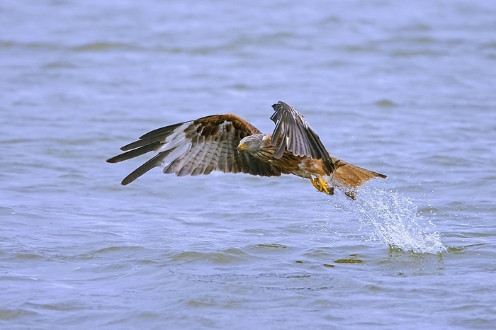 red kite  Milvus migrans  Red kite  Milvus milvus  in flight catching fish with talons from lake s water surface, by alimdi   Arterra
