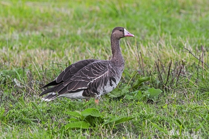greater white fronted goose  Anser albifrons  Greater white fronted goose  Anser albifrons  foraging in grassland, meadow in late summer, early autumn, by alimdi   Arterra