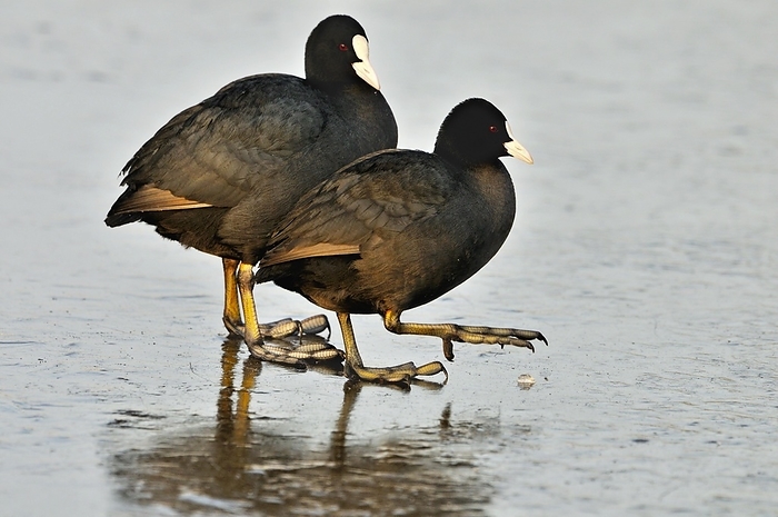 coot  Fulica atra  Two Eurasian coots  Fulica atra  on frozen lake, the Netherlands, by alimdi   Arterra
