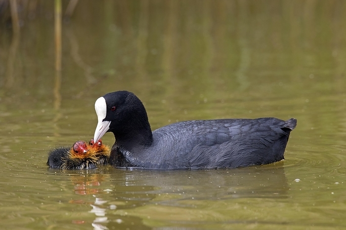 coot  Fulica atra  Eurasian coot  Fulica atra , common coot feeding two chicks while swimming in pond in spring, by alimdi   Arterra