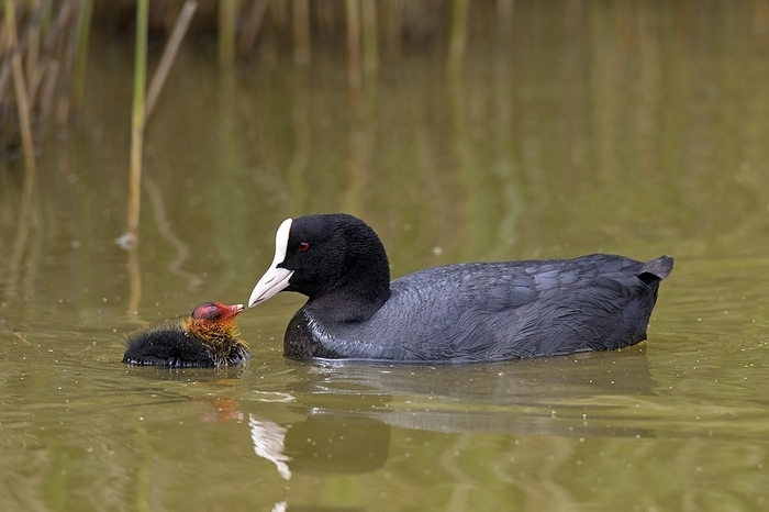 coot  Fulica atra  Eurasian coot  Fulica atra , common coot feeding chick while swimming in pond in spring, by alimdi   Arterra