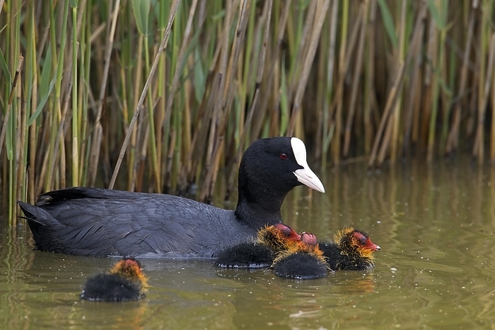 coot  Fulica atra  Eurasian coot  Fulica atra , common coot swimming with four chicks along reed bed in pond in spring, by alimdi   Arterra