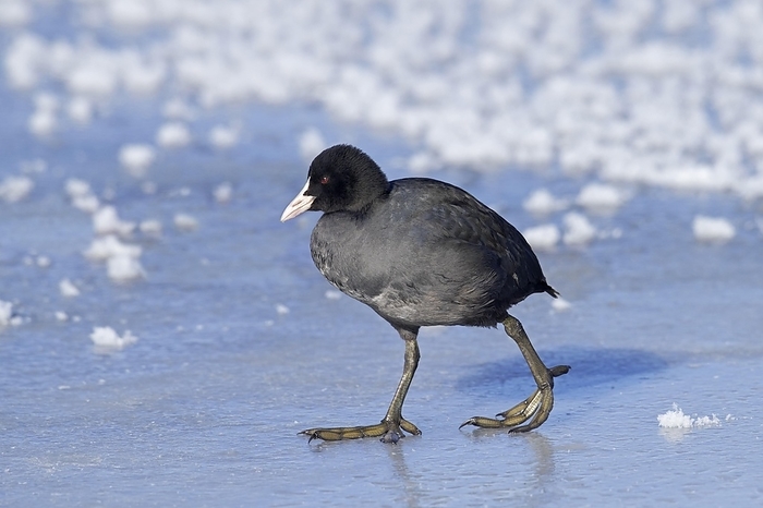 coot  Fulica atra  Eurasian coot  Fulica atra , common coot walking on ice of frozen pond in winter, by alimdi   Arterra