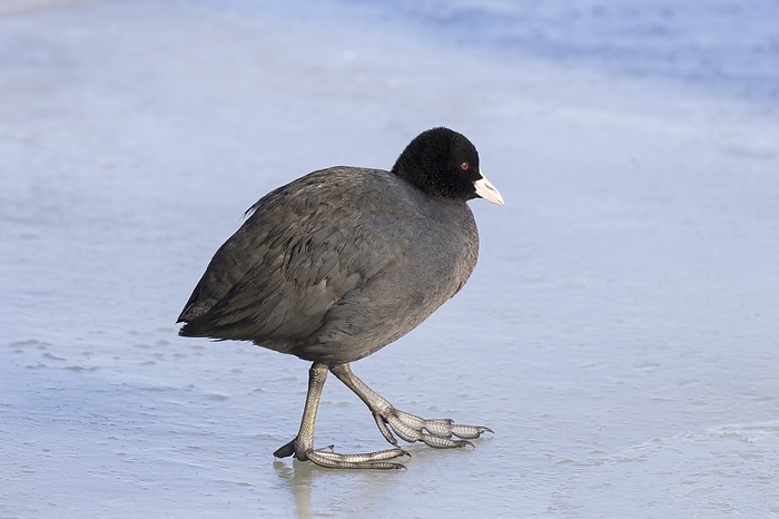 coot  Fulica atra  Eurasian coot  Fulica atra , common coot walking on ice of frozen pond in winter, by alimdi   Arterra