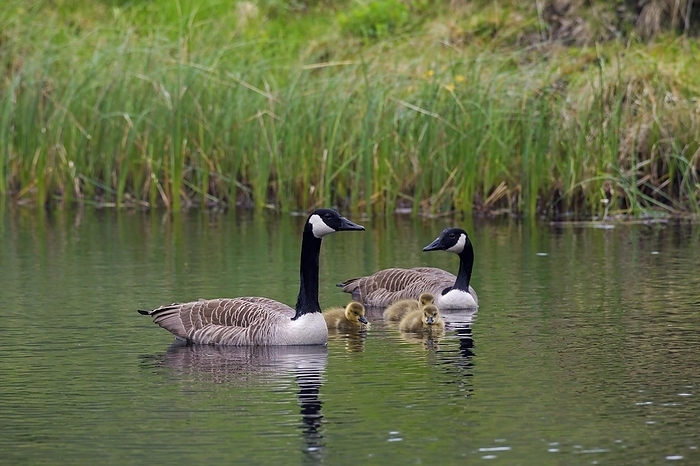 Canada goose  Branta canadensis  Canada geese  Branta canadensis  parents swimming with goslings in lake, by alimdi   Arterra