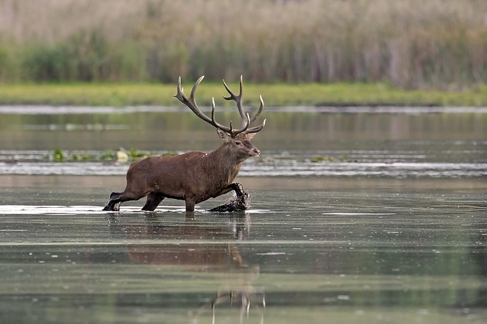 red deer  Cervus elaphus  Red deer  Cervus elaphus  stag crossing shallow water of pond during the rut in autumn, by alimdi   Arterra