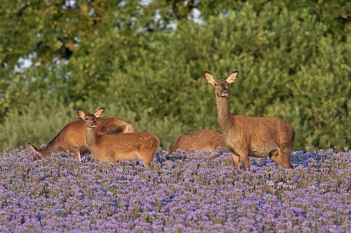 red deer  Cervus elaphus  Red deer  Cervus elaphus  hind with calves foraging in field with lacy phacelia, blue tansy, purple tansy flowering in summer, by alimdi   Arterra