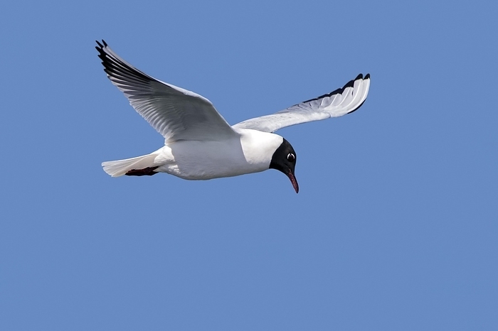 Black-headed gull (Larus ridibundus) adult in breeding plumage in flight along the North Sea coast in spring, by alimdi / Arterra