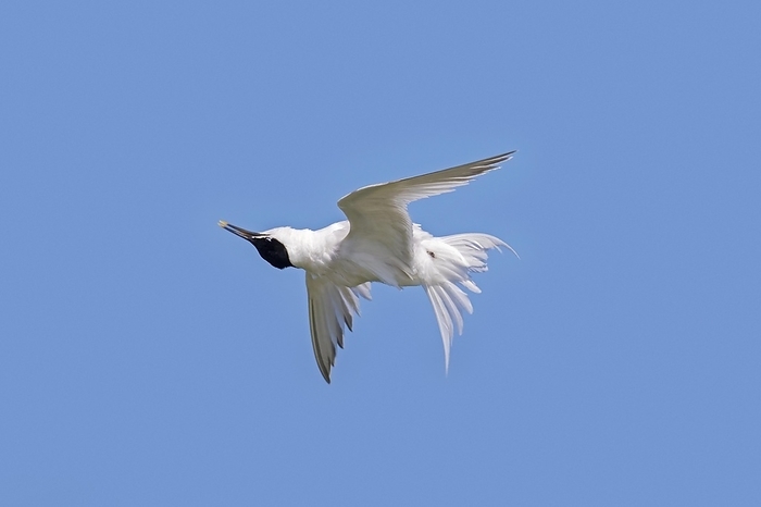Sandwich tern (Sterna sandvicensis) flying upside down against blue sky, by alimdi / Arterra